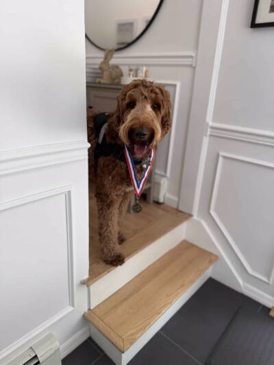 K9 Resorts Luxury Pet Hotel Syosset - Syosset, NY