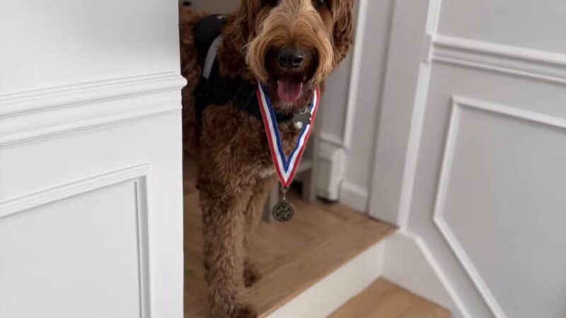 K9 Resorts Luxury Pet Hotel Syosset - Syosset, NY