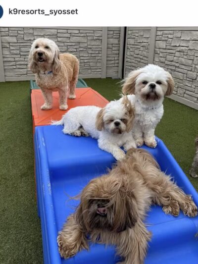 K9 Resorts Luxury Pet Hotel Syosset - Syosset, NY