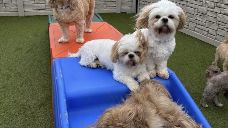 K9 Resorts Luxury Pet Hotel Syosset - Syosset, NY