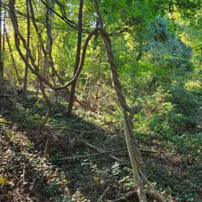 The Ruins of Zog I, Muttontown Preserve, Muttontown, NY - Syosset, NY
