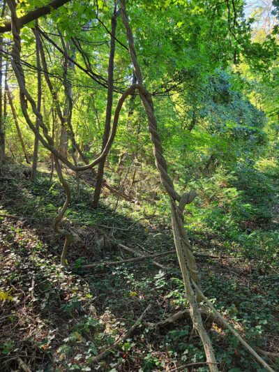 The Ruins of Zog I, Muttontown Preserve, Muttontown, NY - Syosset, NY
