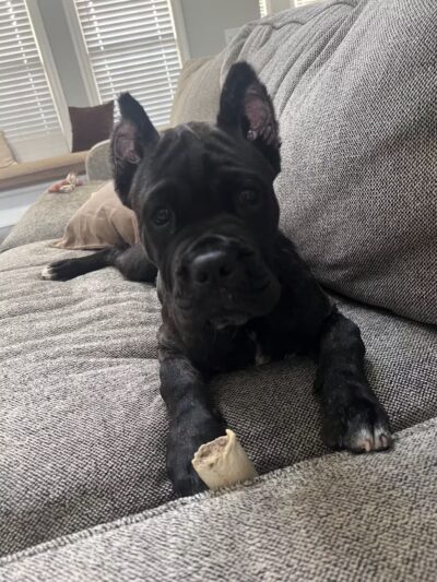 Tennessee Valley K9 - Taft, TN