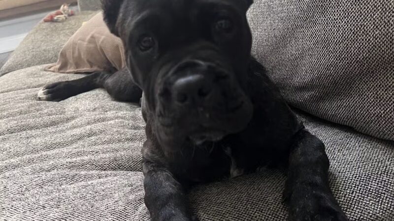 Tennessee Valley K9 - Taft, TN