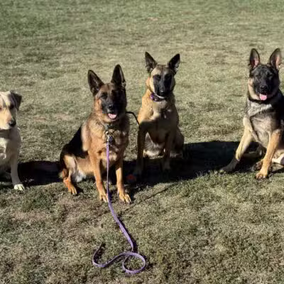 Tennessee Valley K9 - Taft, TN