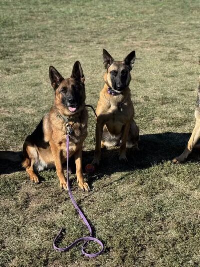 Tennessee Valley K9 - Taft, TN