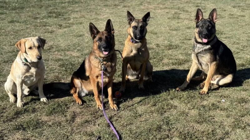 Tennessee Valley K9 - Taft, TN