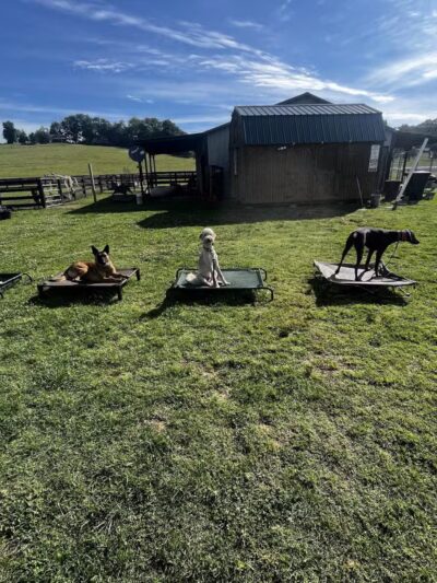 Tennessee Valley K9 - Taft, TN