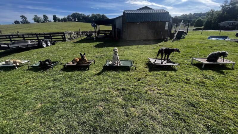 Tennessee Valley K9 - Taft, TN