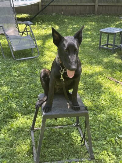 Tennessee Valley K9 - Taft, TN