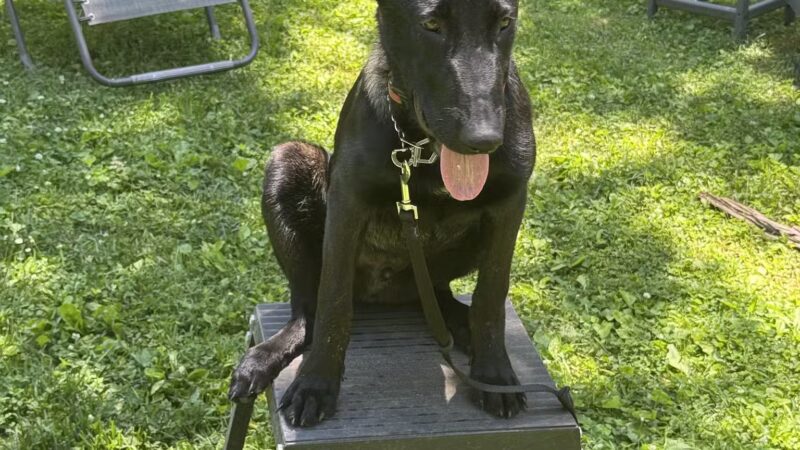 Tennessee Valley K9 - Taft, TN