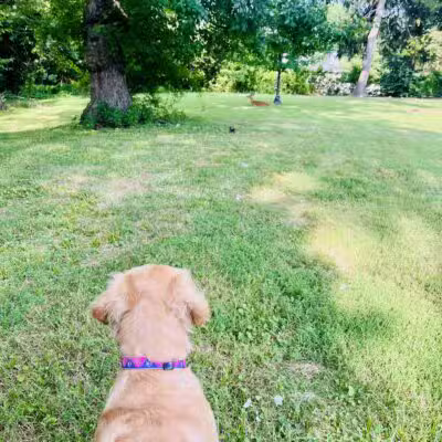 Ammann Park - Teaneck, NJ