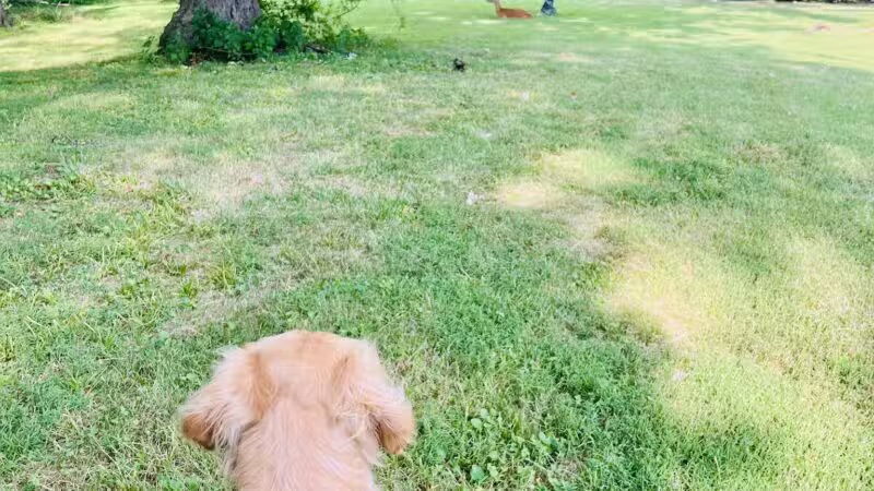 Ammann Park - Teaneck, NJ