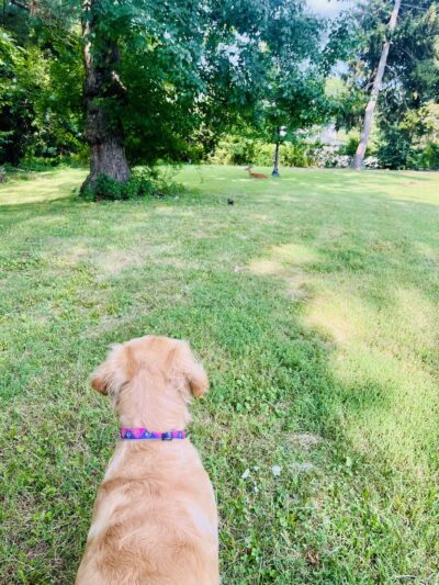 Ammann Park - Teaneck, NJ