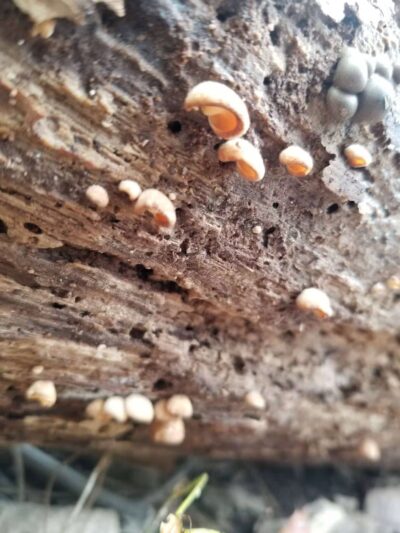 Argonne Park - Teaneck, NJ