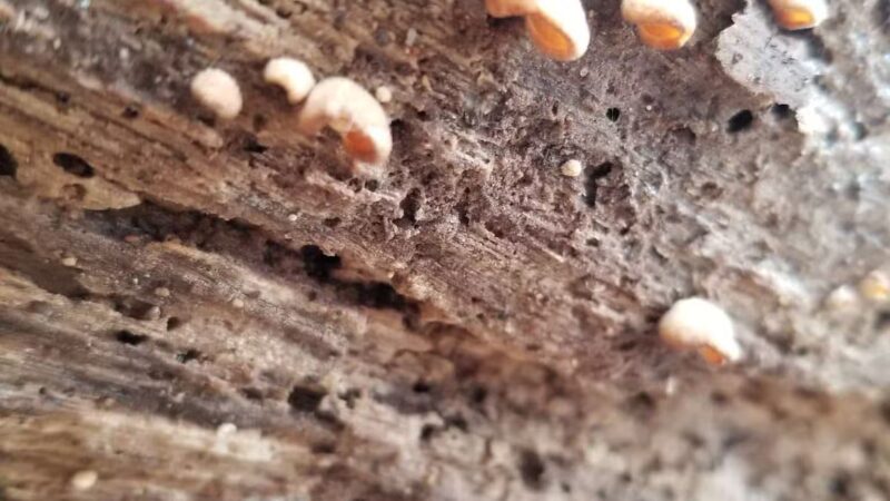 Argonne Park - Teaneck, NJ