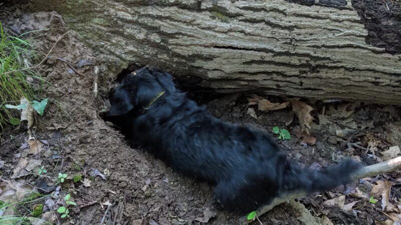 Argonne Park - Teaneck, NJ