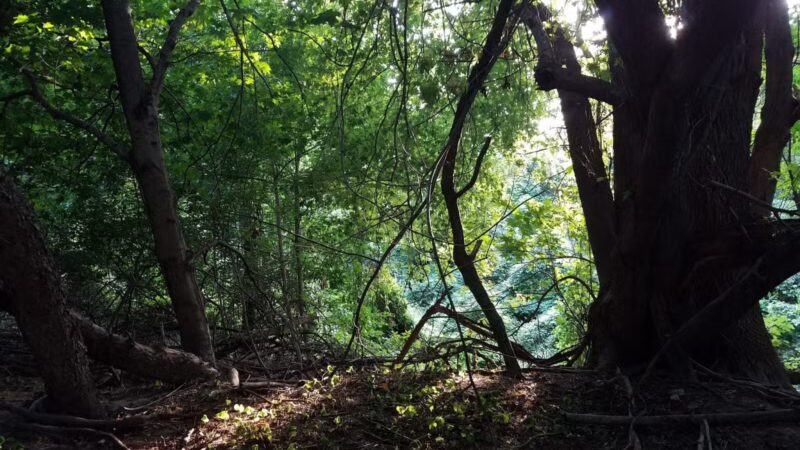 Clarence W Brett Park at Historic New Bridge Landing - Teaneck, NJ
