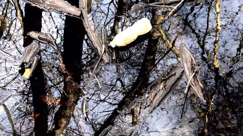 Old Croaker County Park - Teaneck, NJ