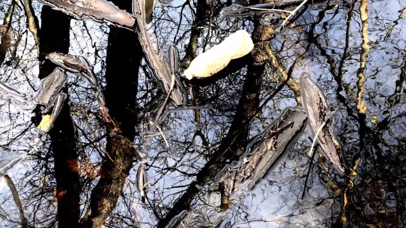 Old Croaker County Park - Teaneck, NJ