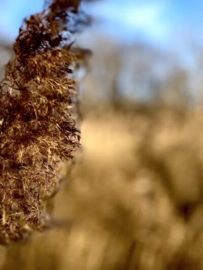 Old Croaker County Park - Teaneck, NJ
