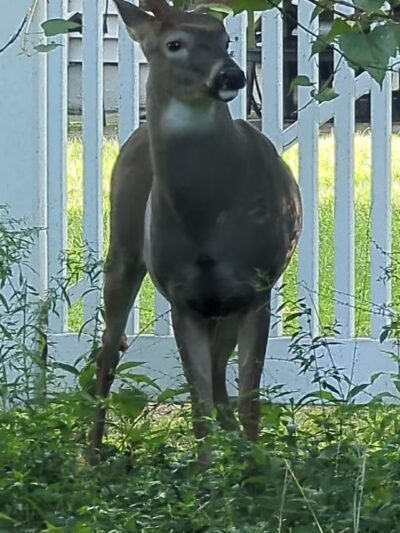 Phelps Park - Teaneck, NJ