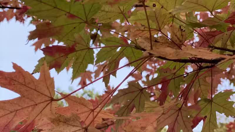 Sagamore Park - Teaneck, NJ