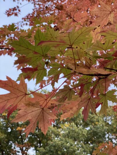 Sagamore Park - Teaneck, NJ