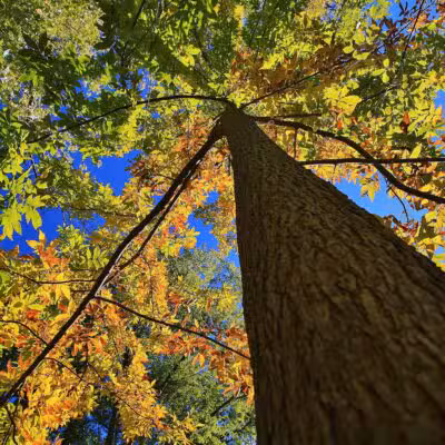 Teaneck Creek Conservancy - Teaneck, NJ