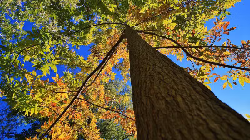 Teaneck Creek Conservancy - Teaneck, NJ