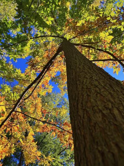 Teaneck Creek Conservancy - Teaneck, NJ