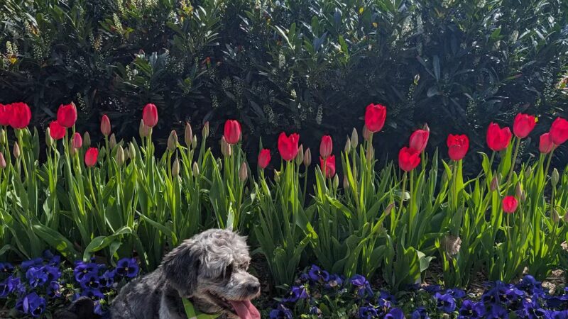 Tryon Park - Teaneck, NJ