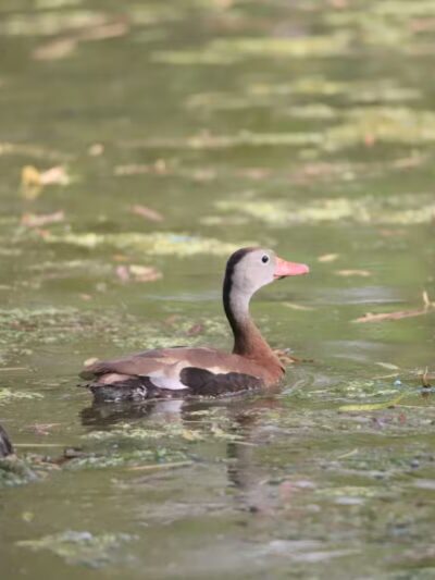 Central Texas Bark Park - Temple, TX