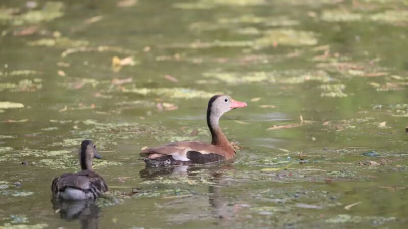 Central Texas Bark Park - Temple, TX