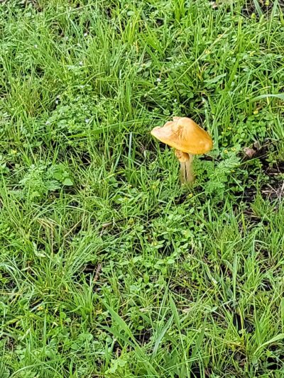 Central Texas Bark Park - Temple, TX