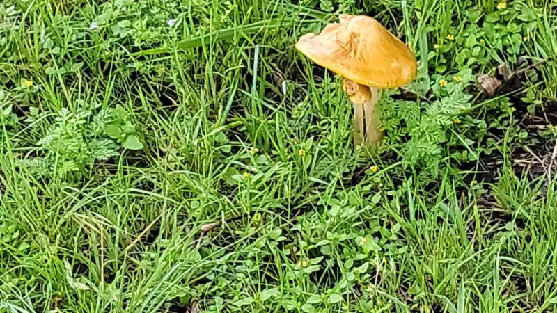 Central Texas Bark Park - Temple, TX