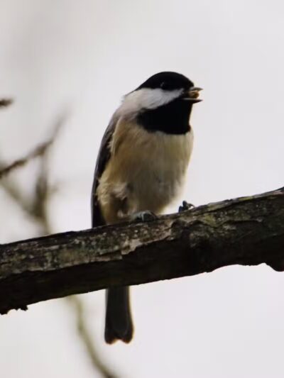 Central Texas Bark Park - Temple, TX