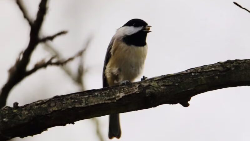 Central Texas Bark Park - Temple, TX