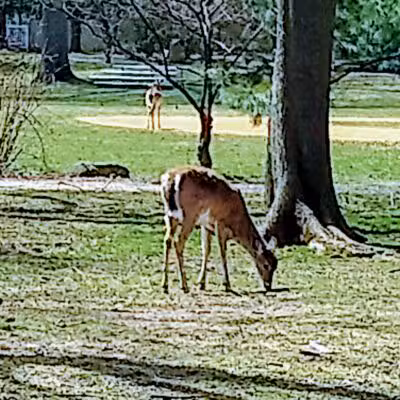 Sunnyside Park - Tenafly, NJ