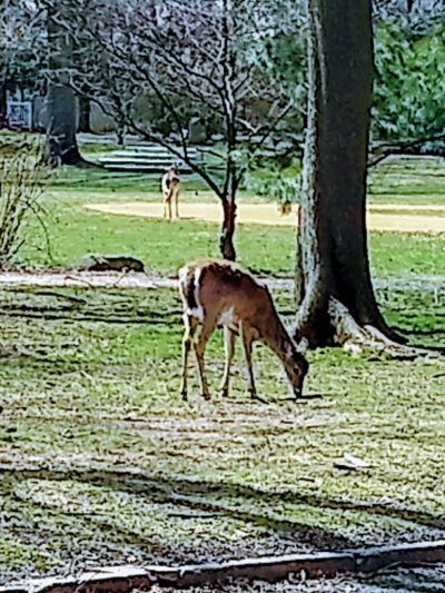 Sunnyside Park - Tenafly, NJ