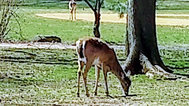Sunnyside Park - Tenafly, NJ