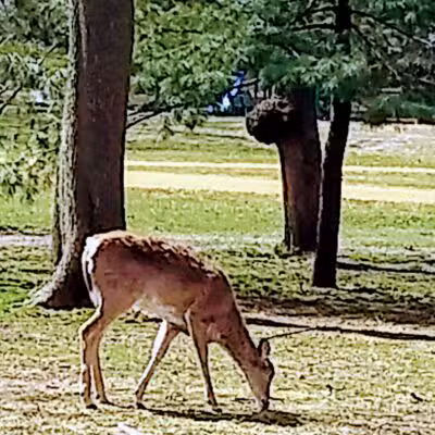Sunnyside Park - Tenafly, NJ