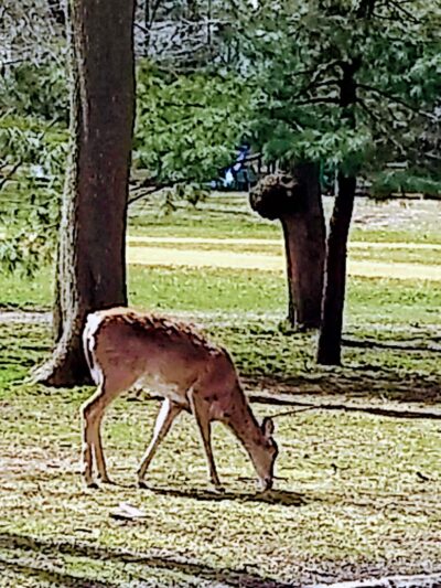 Sunnyside Park - Tenafly, NJ
