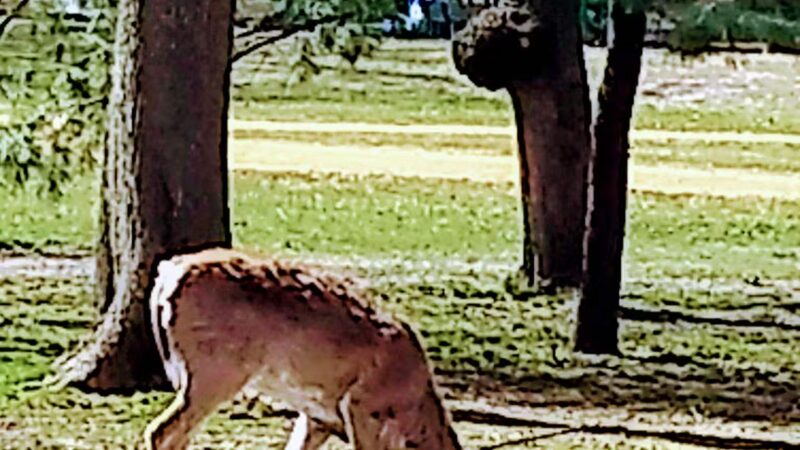 Sunnyside Park - Tenafly, NJ