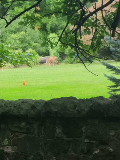 Tenafly Nature Center- Bellflower Fairy Trail - Tenafly, NJ