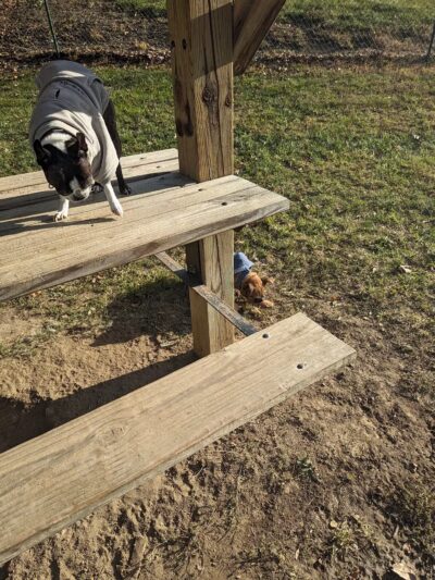Vectren Bark Park - Terre Haute, IN
