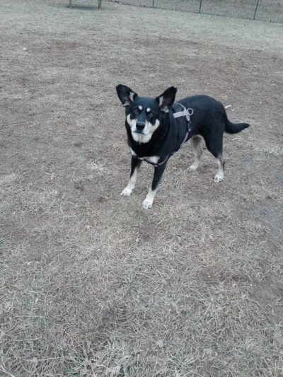 Vectren Bark Park - Terre Haute, IN
