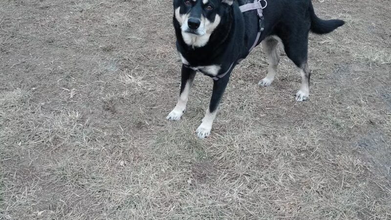 Vectren Bark Park - Terre Haute, IN