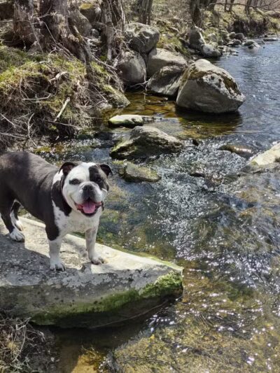 Marie Gloh Park - Thorndike, ME