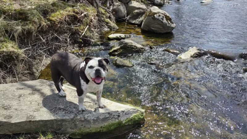 Marie Gloh Park - Thorndike, ME